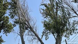 На ул.Баялинова тополь может упасть на дорогу. Видео На ул.Баялинова тополь может упасть на дорогу. Видео