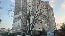 Сухое дерево на Белорусской все еще не убрали. Фото Сухое дерево на Белорусской все еще не убрали. Фото