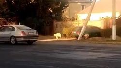 В селе Ленинское по улице ходит алабай без намордника и ошейника. Видео