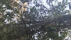 Ветка дерева может упасть на парковку и тротуар. Видео горожанина Ветка дерева может упасть на парковку и тротуар. Видео горожанина