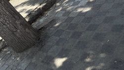 На остановке «Шлагбаум» деревья «замуровали». Ответ мэрии На остановке «Шлагбаум» деревья «замуровали». Ответ мэрии