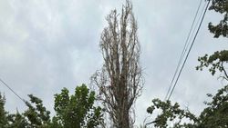 «Бишкекзеленстрой» до конца сентября срубит сухой тополь во дворе дома на Шабдан Баатыра «Бишкекзеленстрой» до конца сентября срубит сухой тополь во дворе дома на Шабдан Баатыра