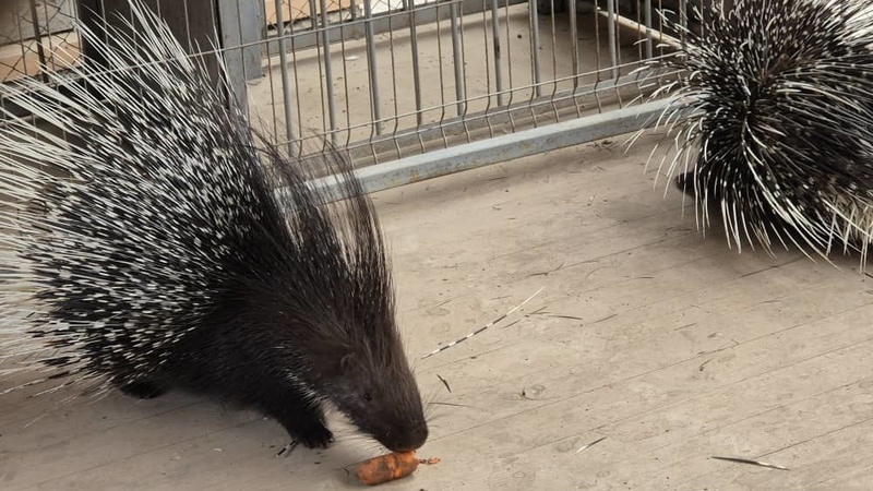 Porcupines confiscated from private individual prepared for release into the wild