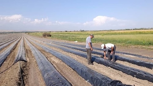 порча земли