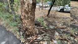 Горожанин просит убрать аварийный ствол по улице Ахунбаева. Фото