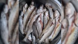 В интернет-магазине продают дикую форель, - горожанин