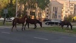 На Южной магистрали снова пасутся лошади. Видео На Южной магистрали снова пасутся лошади. Видео