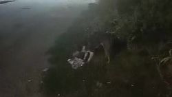 Горожанкиа жалуется на бродячих собак. Ответ мэрии Горожанкиа жалуется на бродячих собак. Ответ мэрии