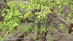 Жители дома по проспекту Ч.Айтматова жалуются на то, как производят земляные работы в их дворе