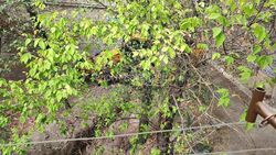 Жители дома по проспекту Айтматова жалуются на то, как производят земляные работы в их дворе. Ответ мэрии