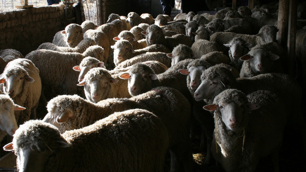 Овцы кыргызского горного мериноса