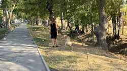 Улица Щербакова превращается в туалет для собак. Видео и фото горожанина