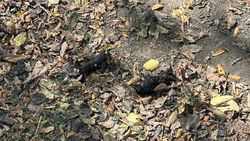 Кинологический центр оштрафовали на 17 тыс. сомов за собачий кал на ул.Щербакова, - мэрия