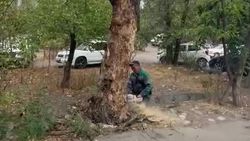 Мэрия убрала аварийный ствол дерева на Ахунбаева. Видео Мэрия убрала аварийный ствол дерева на Ахунбаева. Видео