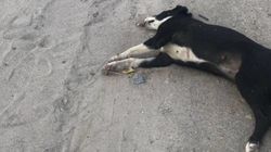 В селе Беш-Кунгей лежит труп собаки. Видео жителя