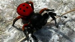 Житель Жалал-Абадской области обнаружил краснокнижного паука. Фото