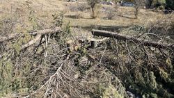 По дороге в село Ак-Түз вырубили ели. Фото