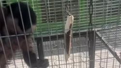 Жительница Оша жалуется на условия содержания животных в зоопарке. Видео