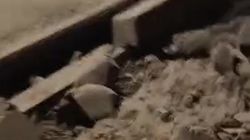 Состояние дороги возле рынка «Сары-Өзөн». Видео