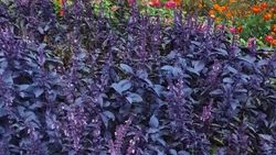 «Прикольно и оригинально». На столичных клумбах растет базилик. Фото горожанина «Прикольно и оригинально». На столичных клумбах растет базилик. Фото горожанина