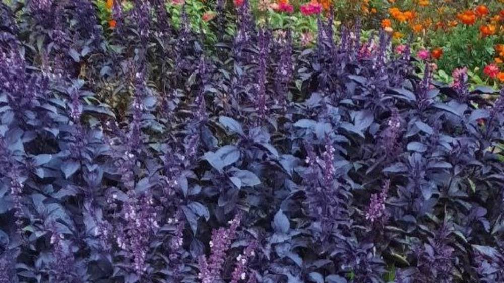 «Прикольно и оригинально». На столичных клумбах растет базилик. Фото горожанина