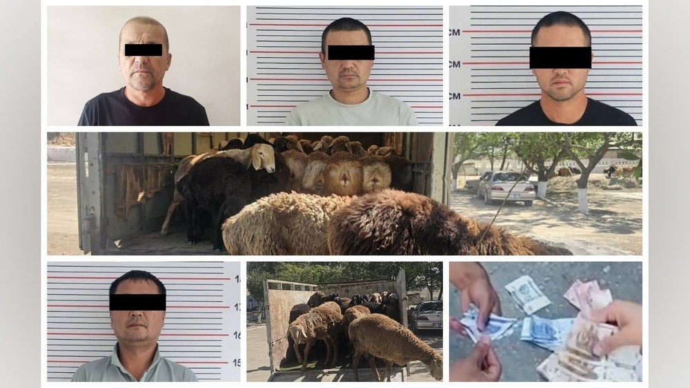 Подозреваемые в незаконном вывозе скота