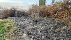 В Ботаническом саду произошел пожар. Ответ мэрии