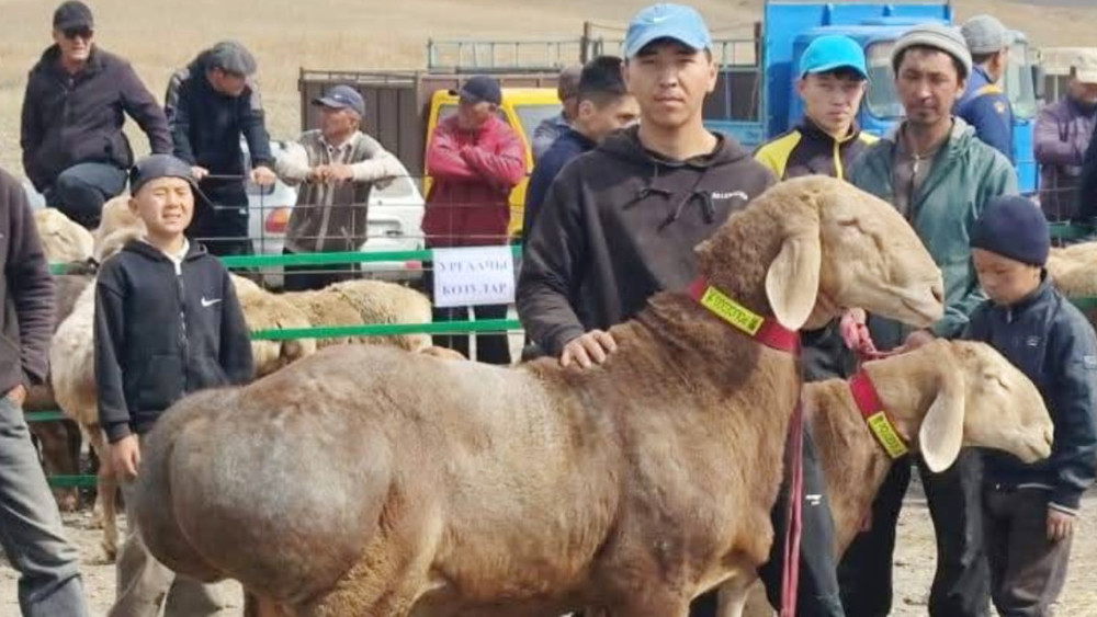 Майлы кискаларды жалау