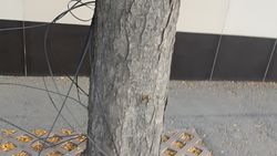 На Киевской висят провода на деревьях. Фото