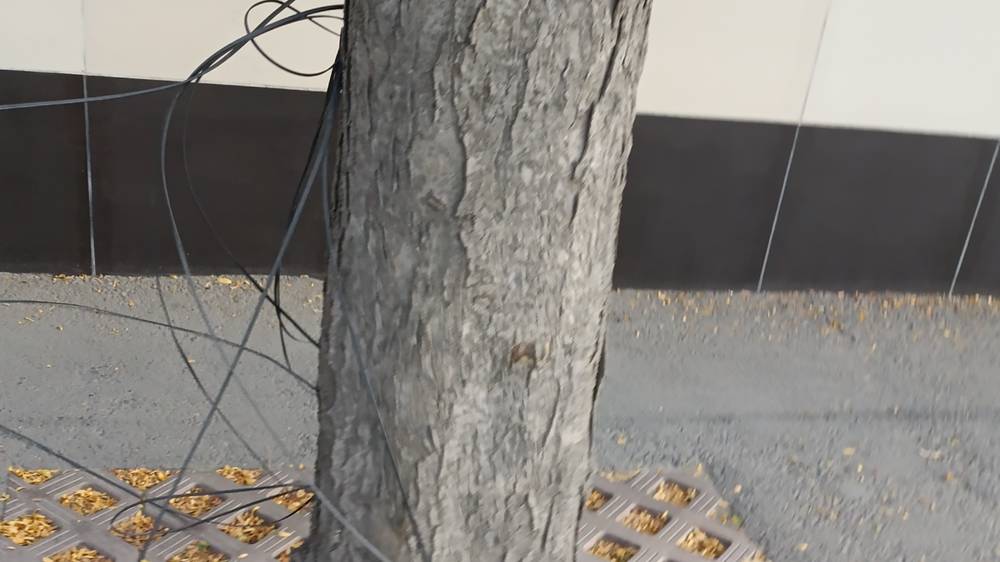 На Киевской висят провода на деревьях. Фото