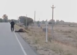 Лошадь вышла на дорогу — после аварии на Иссык-Куле госпитализировали водителя и пассажира машины Лошадь вышла на дорогу — после аварии на Иссык-Куле госпитализировали водителя и пассажира машины