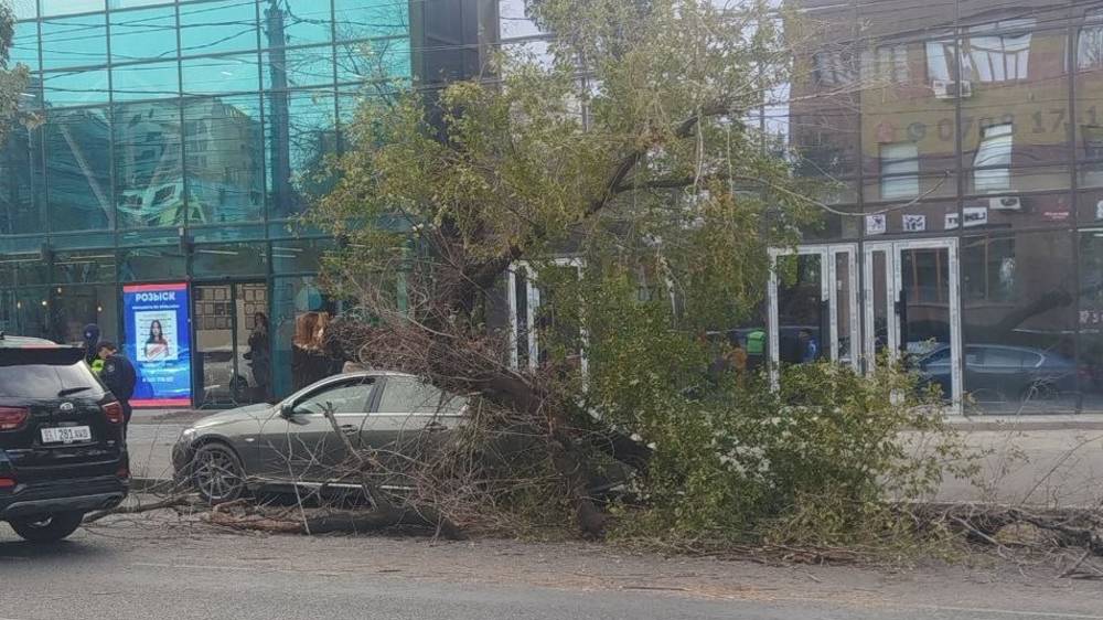 На Советской дерево упало на машину. Фото