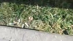 В сквере на Абдрахманова нет урн, окурки выкидывают в траву. Видео В сквере на Абдрахманова нет урн, окурки выкидывают в траву. Видео