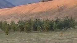 «Вытаскивай ружье». Работники Тюпского лесхоза сняли на видео трех косуль. Видео