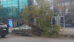 На Советской дерево упало на «Лексус». В мэрии рассказали подробности