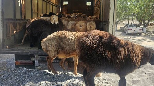 сельхозживотные