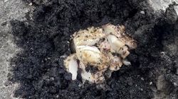 «Природа сильнее». На ул.Медерова гриб пробивается сквозь асфальт на тротуаре. Видео