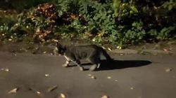 В парке им.Ататюрка гуляет кошка с ошейником. Видео