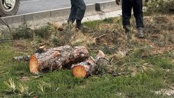 Зачем вырубают деревья на улице Юнусалиева? - горожанка