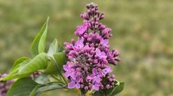 В парке «Ынтымак-2» зацвела сирень. Фото