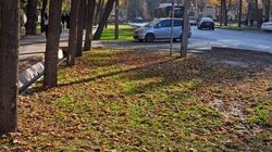 Горожанин просит убрать листву с нового газона на Айни. Фото Горожанин просит убрать листву с нового газона на Айни. Фото