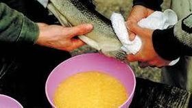 искусственное оплодотворение