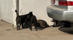 Горожанин жалуется на бродячих собак в Рабочем городке. Фото Горожанин жалуется на бродячих собак в Рабочем городке. Фото