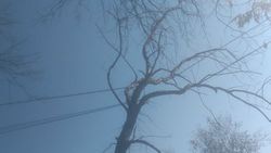 На Ауэзова сухое дерево висит на проводах. Фото