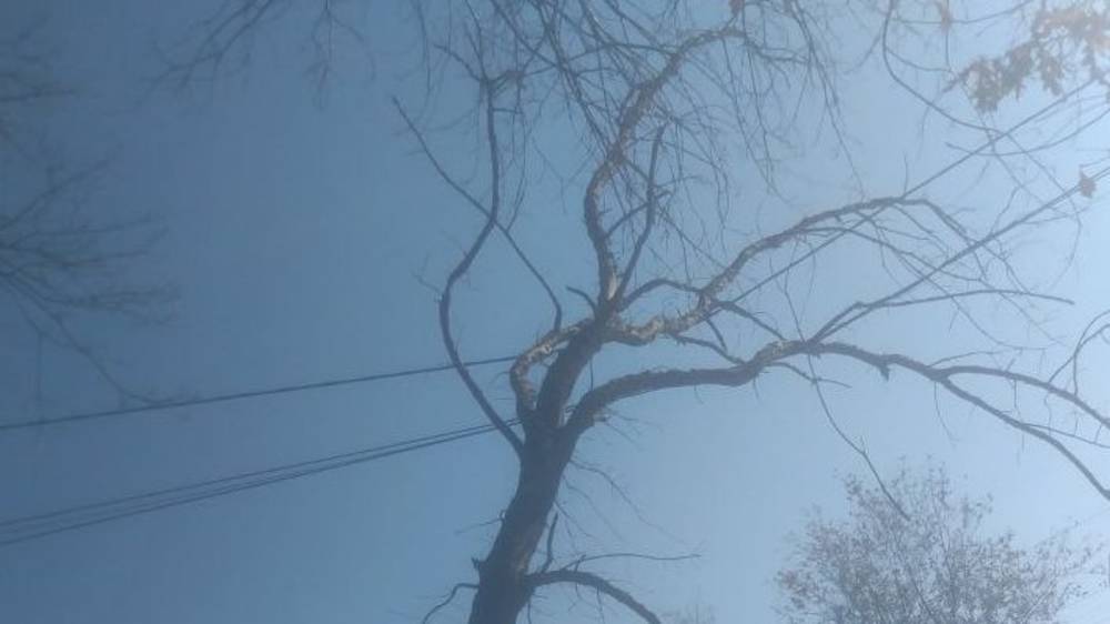 На Ауэзова сухое дерево висит на проводах. Фото