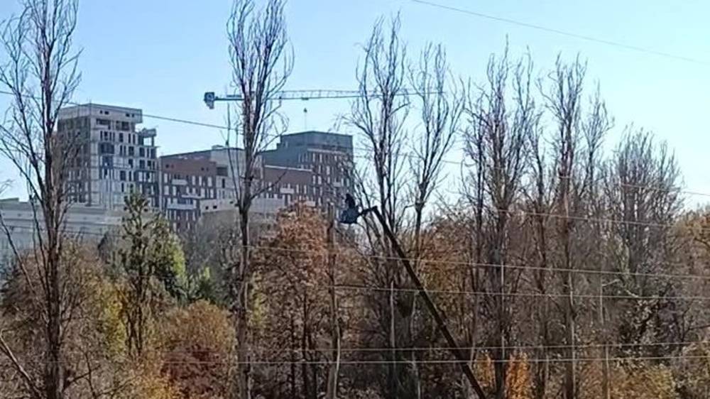 На территории Ботсада на Горького вырубают деревья. Видео