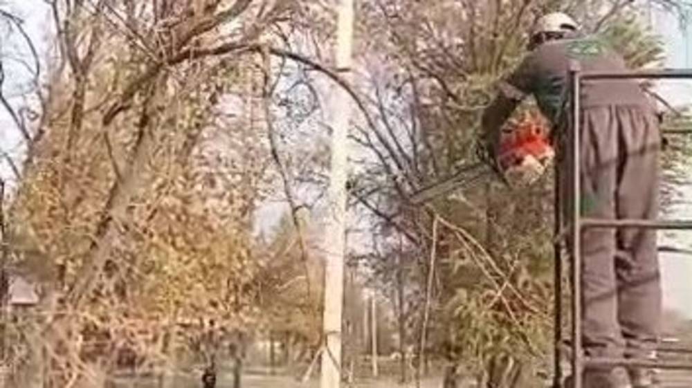 «Бишкекзеленстрой» устраняет дерево, которое висит на проводах на Ауэзова. Видео мэрии