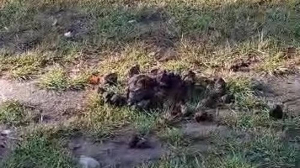 Пляж в Балыкчы весь в навозе. Видео