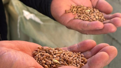 намолот зерна