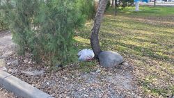 Зеленый уголок на Ахунбаева весь в мусоре. Видео